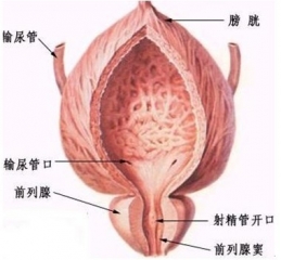 专家讲述膀胱结石的危害_膀胱结石常识_云南