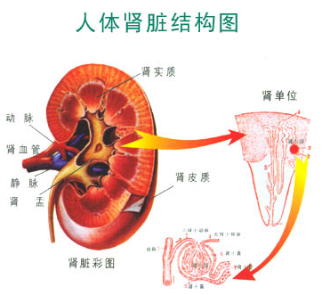 <em>得了肾</em>绞痛<em>如何</em>治疗?_<em>肾结石</em>症状_云南结石病