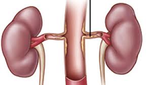 肾是先天之本的功效 96-14041311102N43.jpg